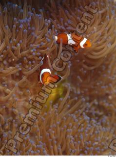 Philippines - Underwater life 0011